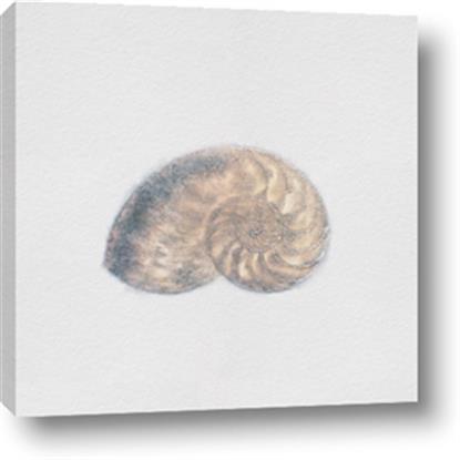 Picture of nautilus shell