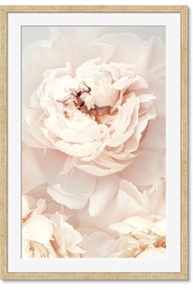 Image de Peony Flowers