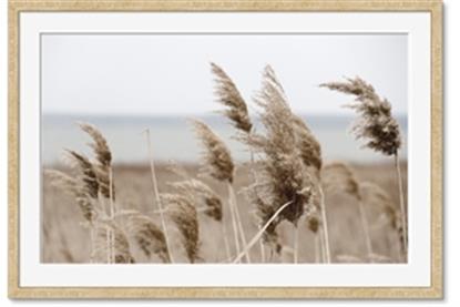 Image de Windy Whisps