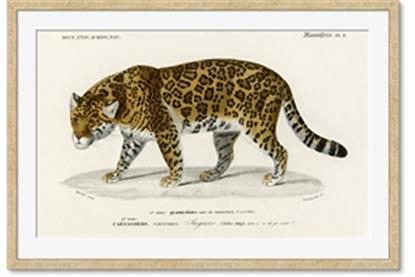 Image de Carrnivores