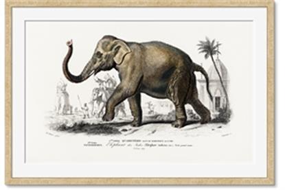 Image de Indian Elephant
