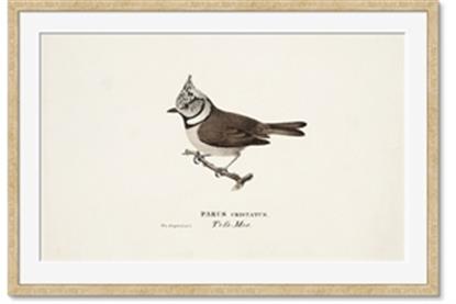 Image de Parus