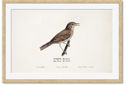 Image de Turdus