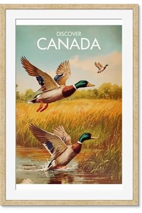 Picture of Canadian Mallard 